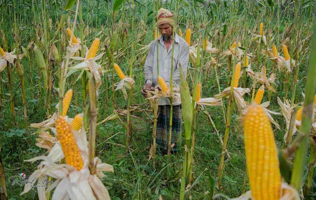 Maize Territory -photography by md. rajibul islam