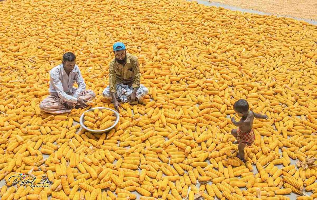 Maize Territory -photography by md. rajibul islam