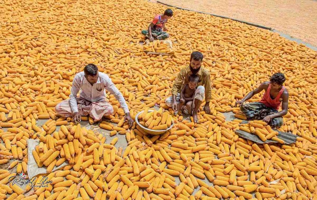 Maize Territory -photography by md. rajibul islam