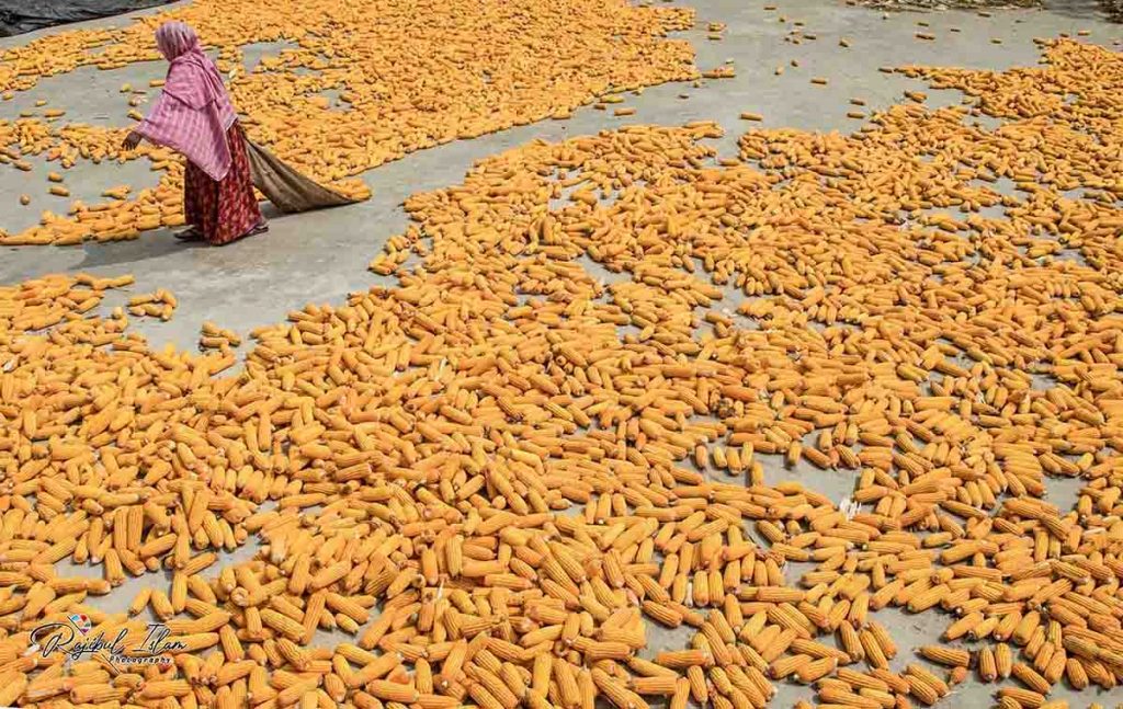 Maize Territory -photography by md. rajibul islam