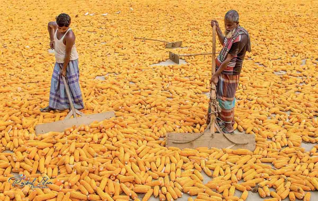 Maize Territory -photography by md. rajibul islam