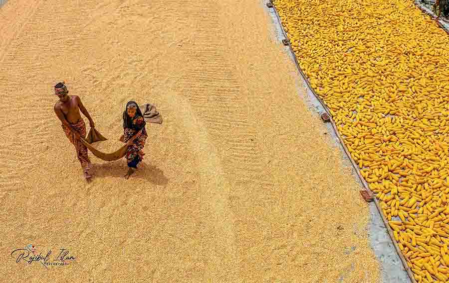 Maize Territory -photography by md. rajibul islam